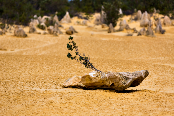 ©Roslyn Budd - www.buddphotography.com.au