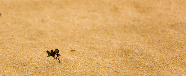 ©Roslyn Budd - www.buddphotography.com.au