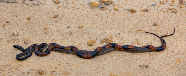 ©Roslyn Budd - www.buddphotography.com.au