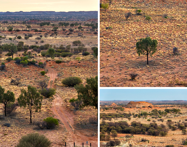 ©Roslyn Budd - www.buddphotography.com.au