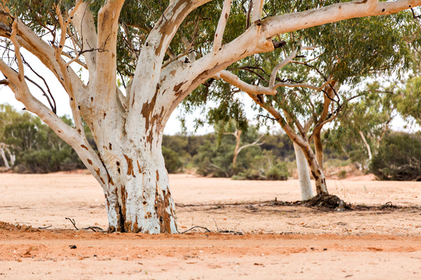 ©Roslyn Budd - www.buddphotography.com.au