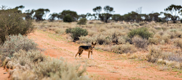 ©Roslyn Budd - www.buddphotography.com.au