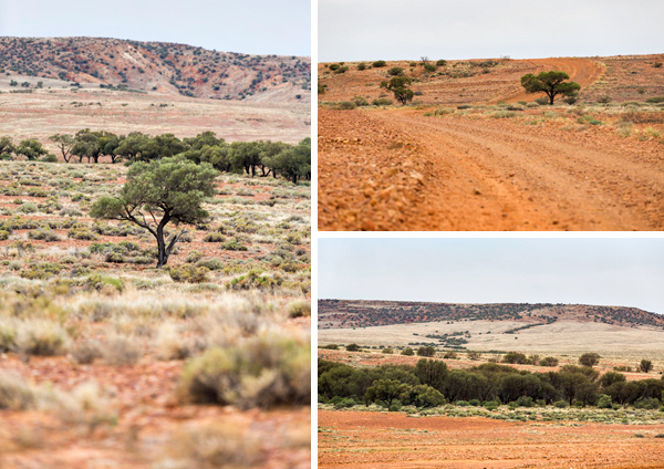 ©Roslyn Budd - www.buddphotography.com.au