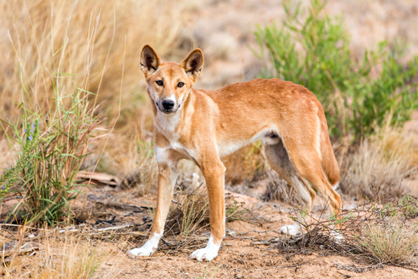 ©Roslyn Budd - www.buddphotography.com.au