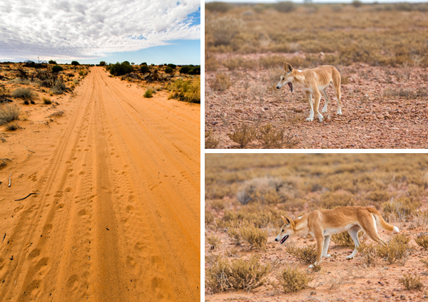 ©Roslyn Budd - www.buddphotography.com.au