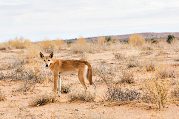 ©Roslyn Budd - www.buddphotography.com.au