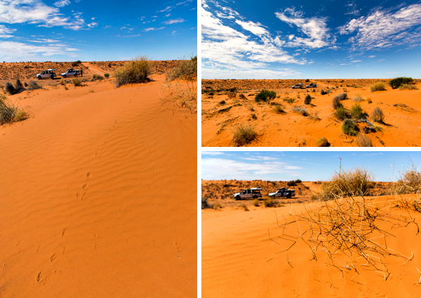 ©Roslyn Budd - www.buddphotography.com.au