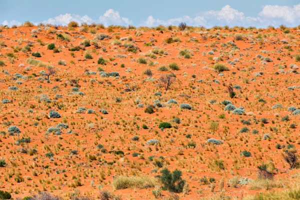 ©Roslyn Budd - www.buddphotography.com.au