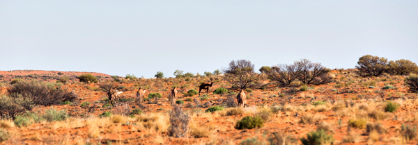 ©Roslyn Budd - www.buddphotography.com.au