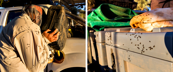 ©Roslyn Budd - www.buddphotography.com.au