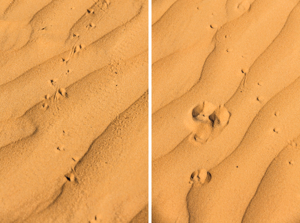 ©Roslyn Budd - www.buddphotography.com.au