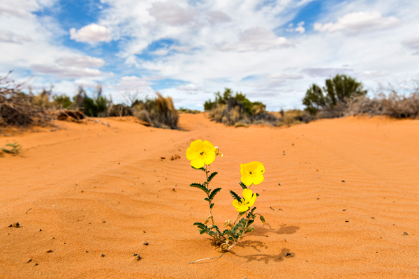 ©Roslyn Budd - www.buddphotography.com.au