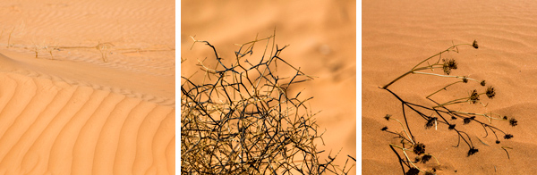 ©Roslyn Budd - www.buddphotography.com.au