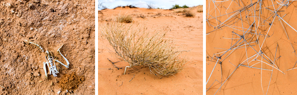 ©Roslyn Budd - www.buddphotography.com.au