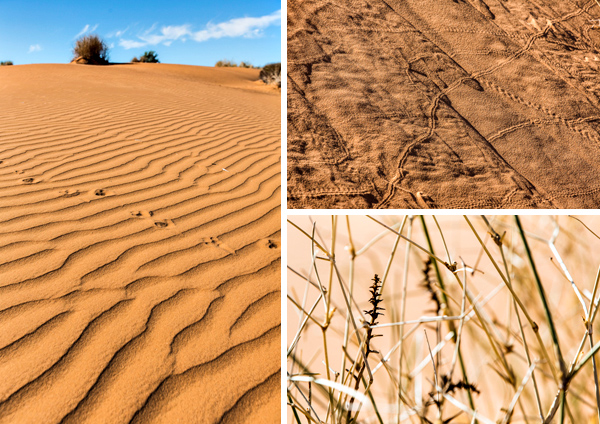 ©Roslyn Budd - www.buddphotography.com.au