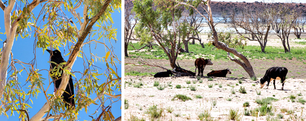 ©Roslyn Budd - www.buddphotography.com.au