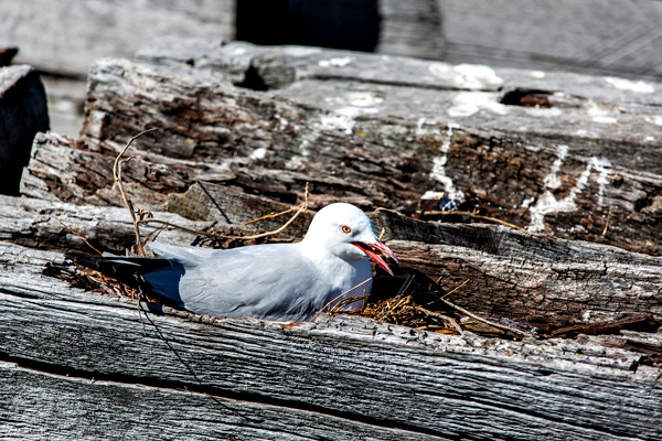 Busselton, Western Australia (buddphotography.com.au)