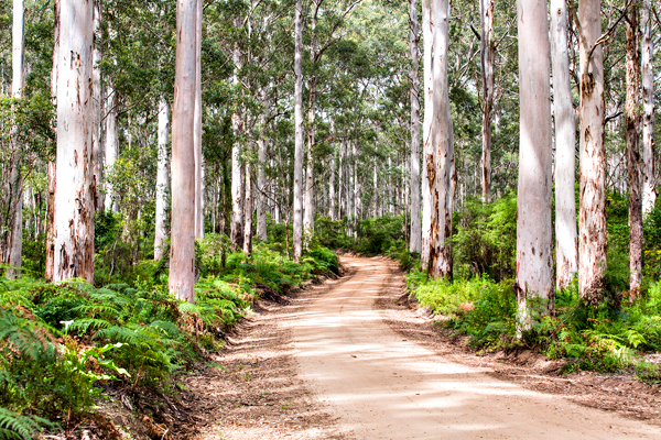 ©Roslyn Budd - www.buddphotography.com.au