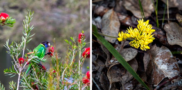 ©Roslyn Budd - www.buddphotography.com.au