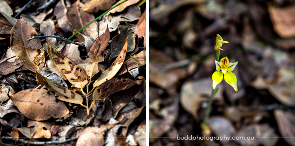 ©Roslyn Budd - www.buddphotography.com.au