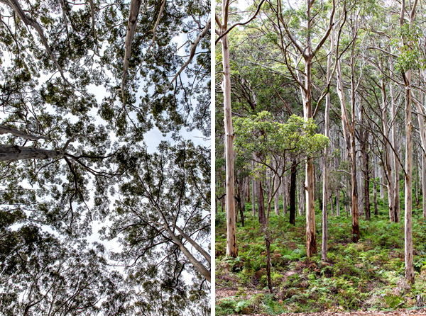 ©Roslyn Budd - www.buddphotography.com.au