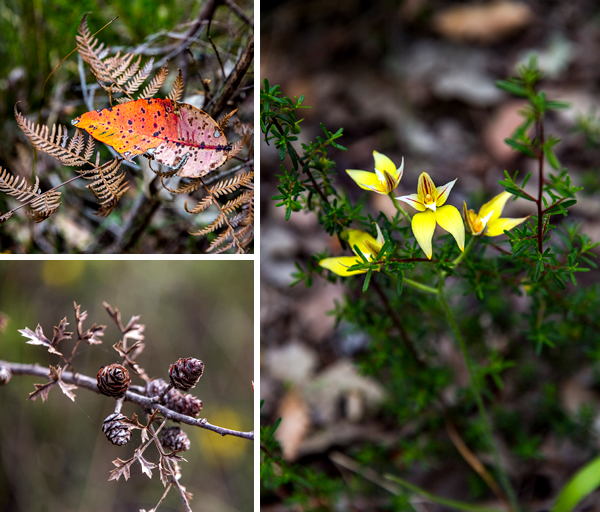 ©Roslyn Budd - www.buddphotography.com.au