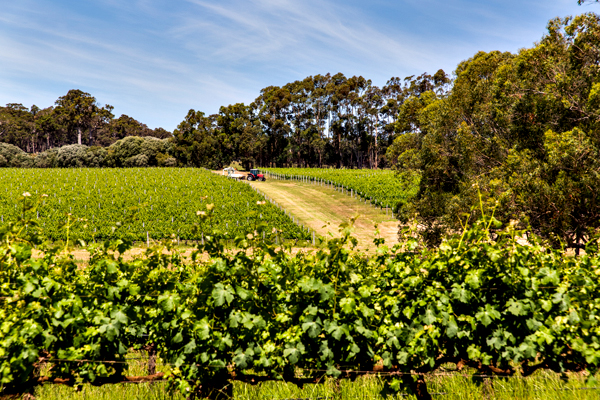 ©Roslyn Budd - www.buddphotography.com.au