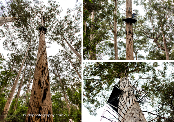 Dave Evans Bicentennial Tree