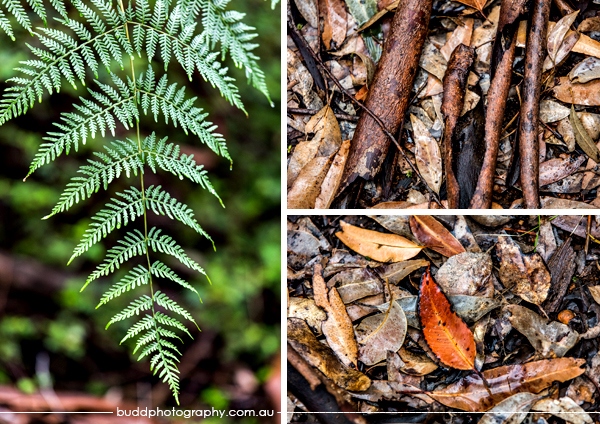 Dave Evans Bicentennial Tree