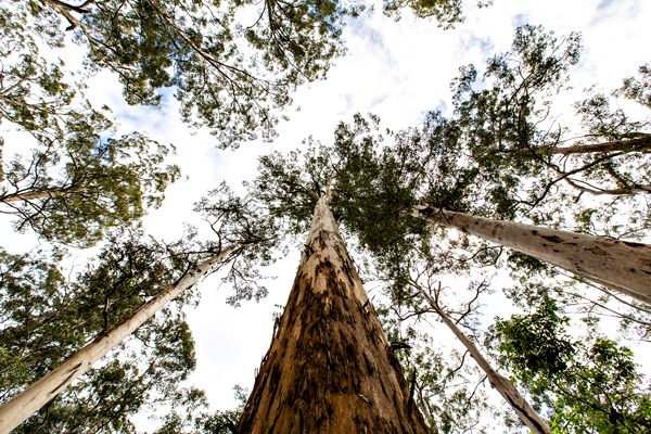 Dave Evans Bicentennial Tree