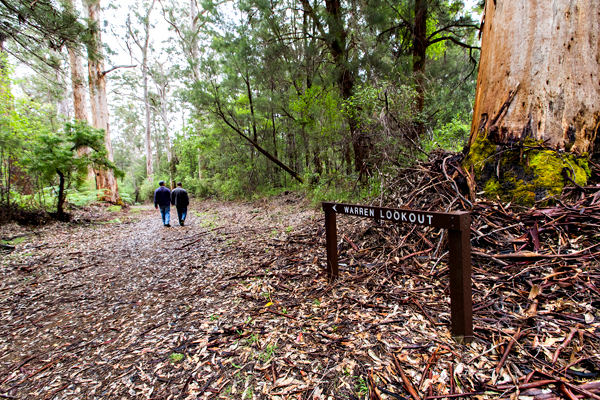 Dave Evans Bicentennial Tree