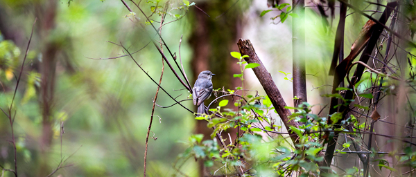 Dave Evans Bicentennial Tree