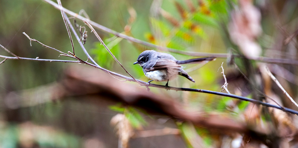 Dave Evans Bicentennial Tree