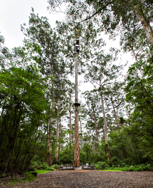 Dave Evans Bicentennial Tree