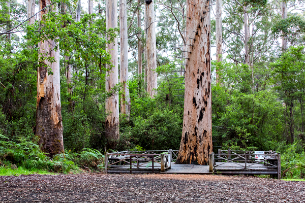 Dave Evans Bicentennial Tree