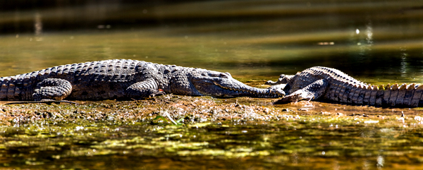 Windjana Gorge, The Kimberley, Western Australia