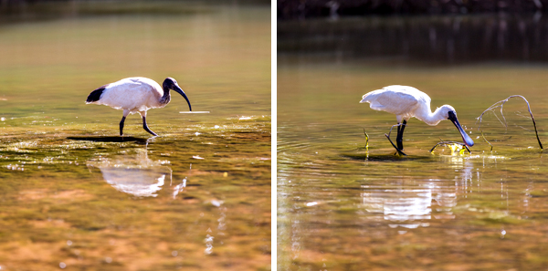 Windjana Gorge, The Kimberley, Western Australia