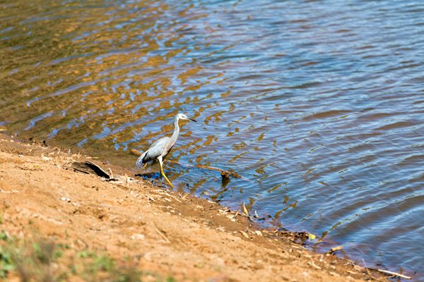 Windjana Gorge, The Kimberley, Western Australia