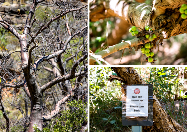 Windjana Gorge, The Kimberley, Western Australia