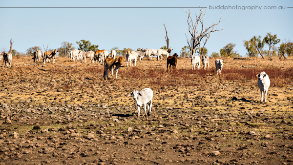Zebra Rock Mine, Duncan Road, Zebra Rock, The Kimberley, Budd Photography
