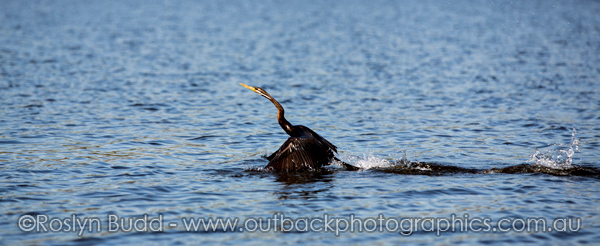 ©Roslyn Budd - www.buddphotography.com.au