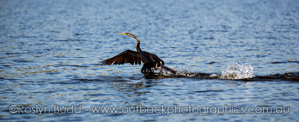 ©Roslyn Budd - www.buddphotography.com.au