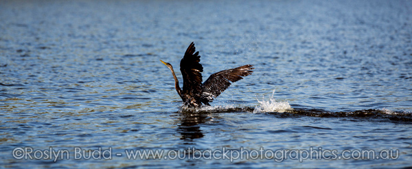 ©Roslyn Budd - www.buddphotography.com.au