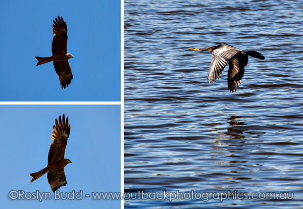 ©Roslyn Budd - www.buddphotography.com.au