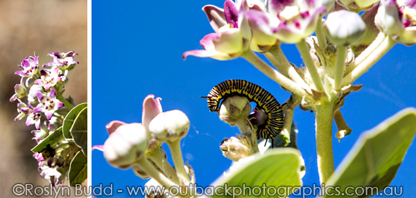 ©Roslyn Budd - www.buddphotography.com.au