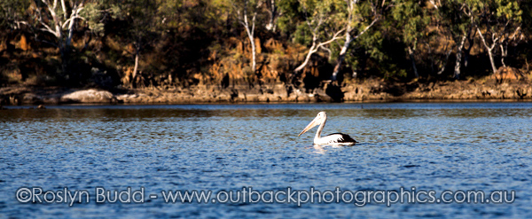 ©Roslyn Budd - www.buddphotography.com.au