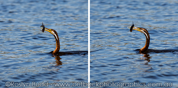 ©Roslyn Budd - www.buddphotography.com.au