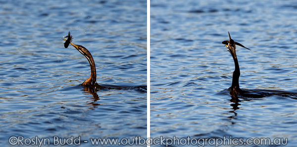 ©Roslyn Budd - www.buddphotography.com.au