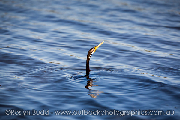 ©Roslyn Budd - www.buddphotography.com.au