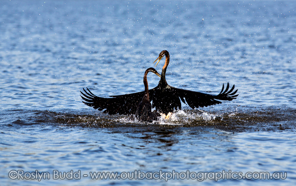 ©Roslyn Budd - www.buddphotography.com.au